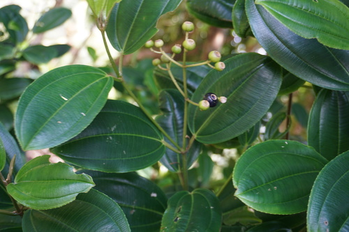 Miconia rupicola — photo