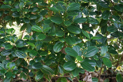 Miconia rupicola