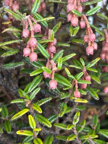 Miconia salicifolia — photo