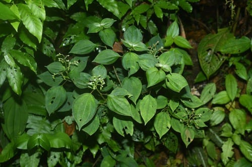 Miconia secundivaricata (Black seed) — photo