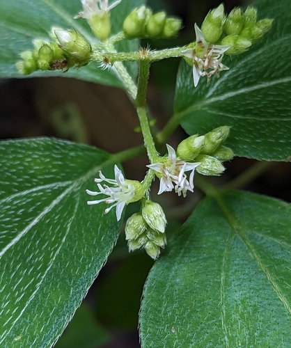 Miconia secundivaricata