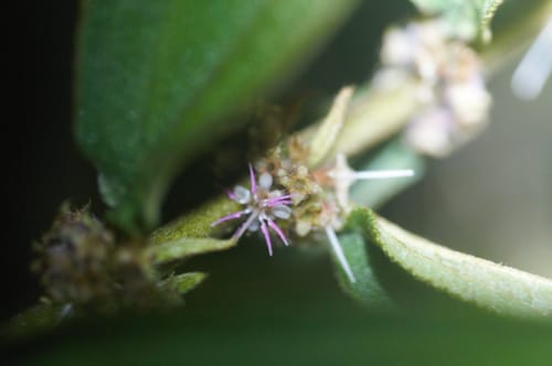 Miconia sericea (Uva pequena) — photo