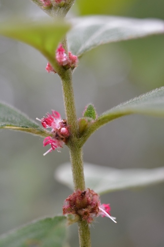 Miconia sericea