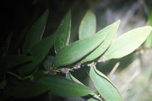 Miconia sericea (Uva pequena) — photo