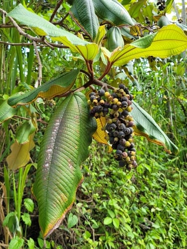 Miconia serrulata — photo