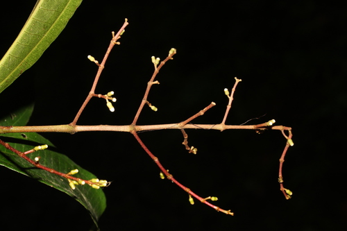 Miconia splendens (Shining maya) — photo