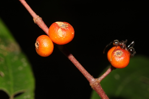 Miconia splendens (Shining maya) — photo