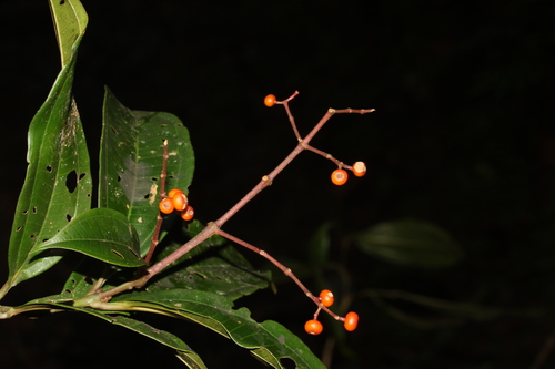 Miconia splendens