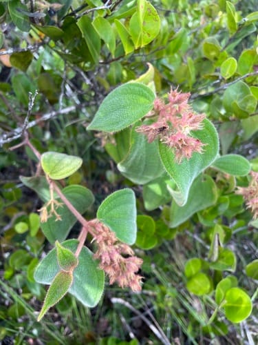 Miconia strigillosa (Strigulose Clidemia) — photo