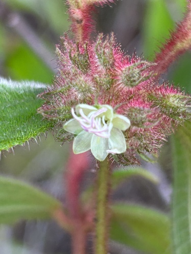 Miconia strigillosa