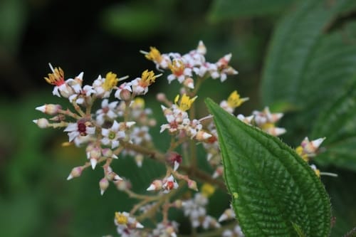 Miconia subseriata — photo