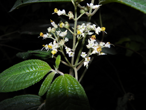 Miconia subseriata