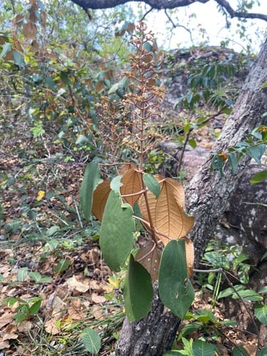 Miconia tiliifolia — photo