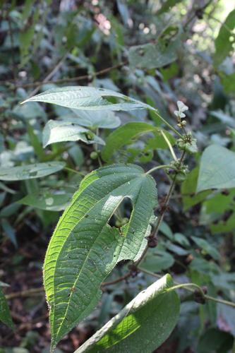 Miconia tococoidea