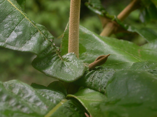 Miconia tomentosa (Tomentose maya) — photo