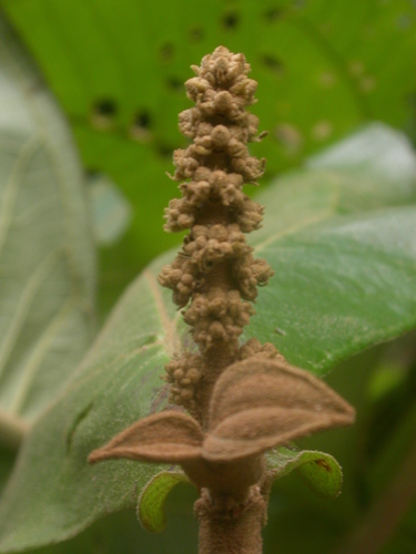 Miconia tomentosa (Tomentose maya) — photo