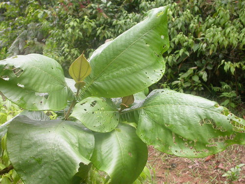 Miconia tomentosa