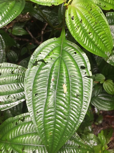 Miconia trichocalyx — photo