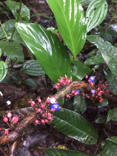 Miconia trichocalyx
