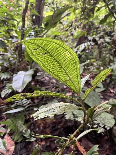 Miconia triplinervis — photo