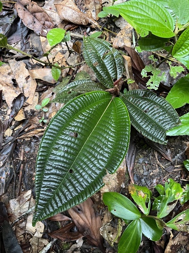 Miconia triplinervis — photo
