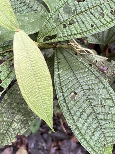 Miconia triplinervis