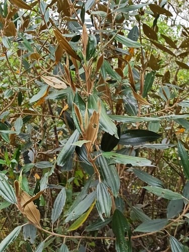Miconia versicolor (Versicolor maya) — photo