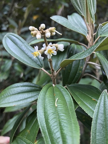 Miconia versicolor