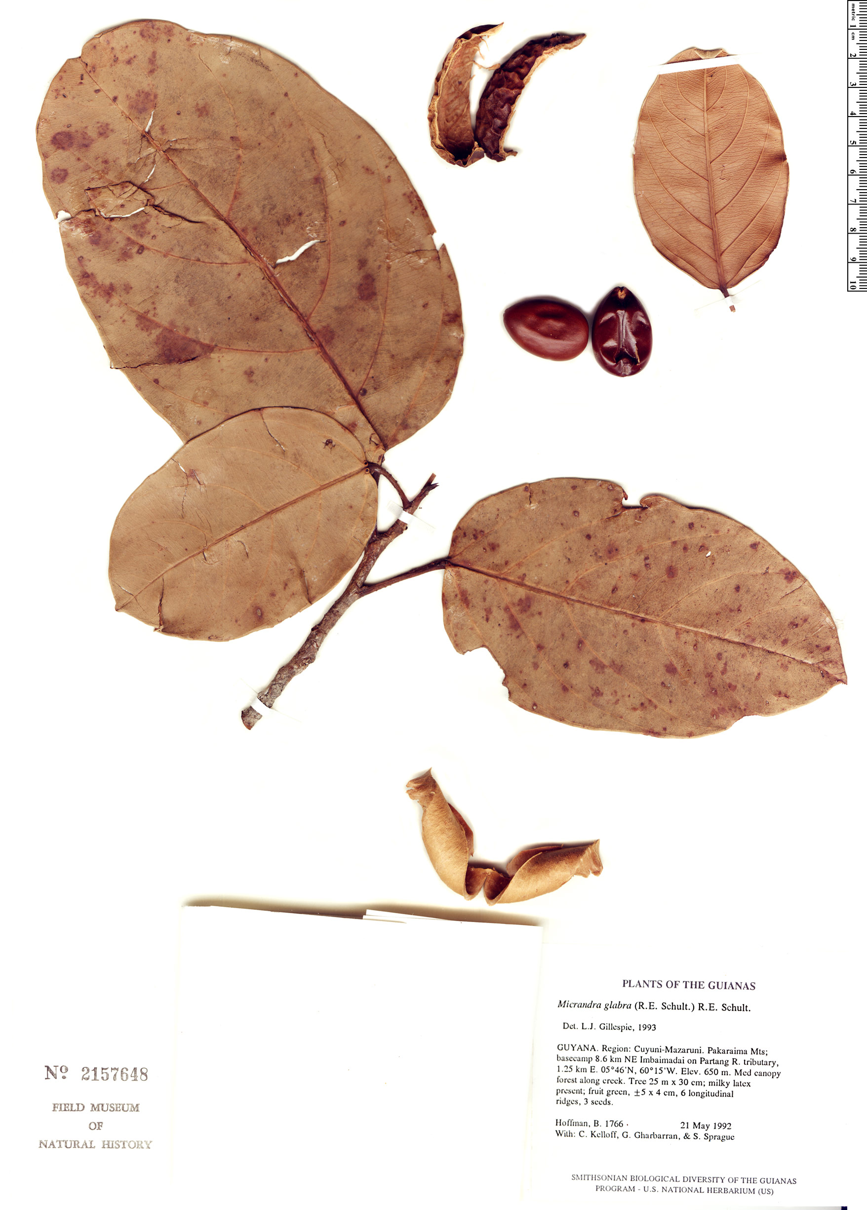 Micrandra glabra (Glabrous micranda) — photo