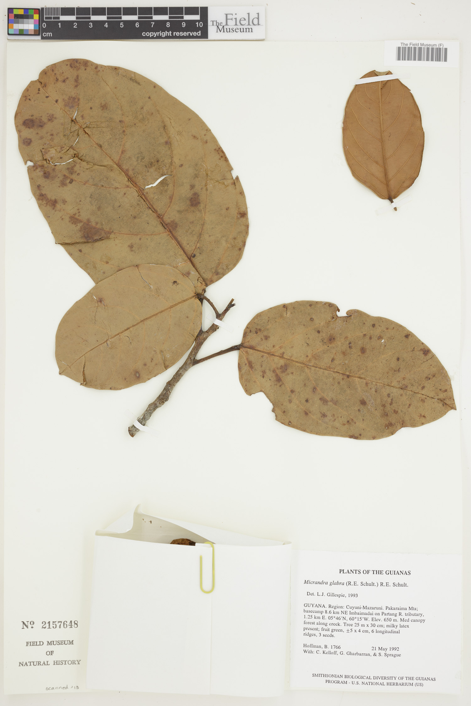 Micrandra glabra