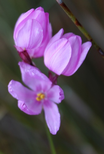 Micrandra minor (Minor micrandra) — photo