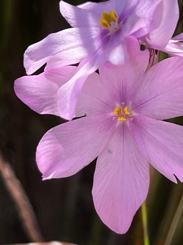 Micrandra minor (Minor micrandra) — photo
