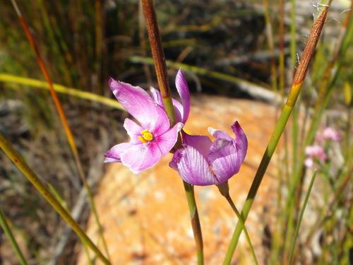 Micrandra minor