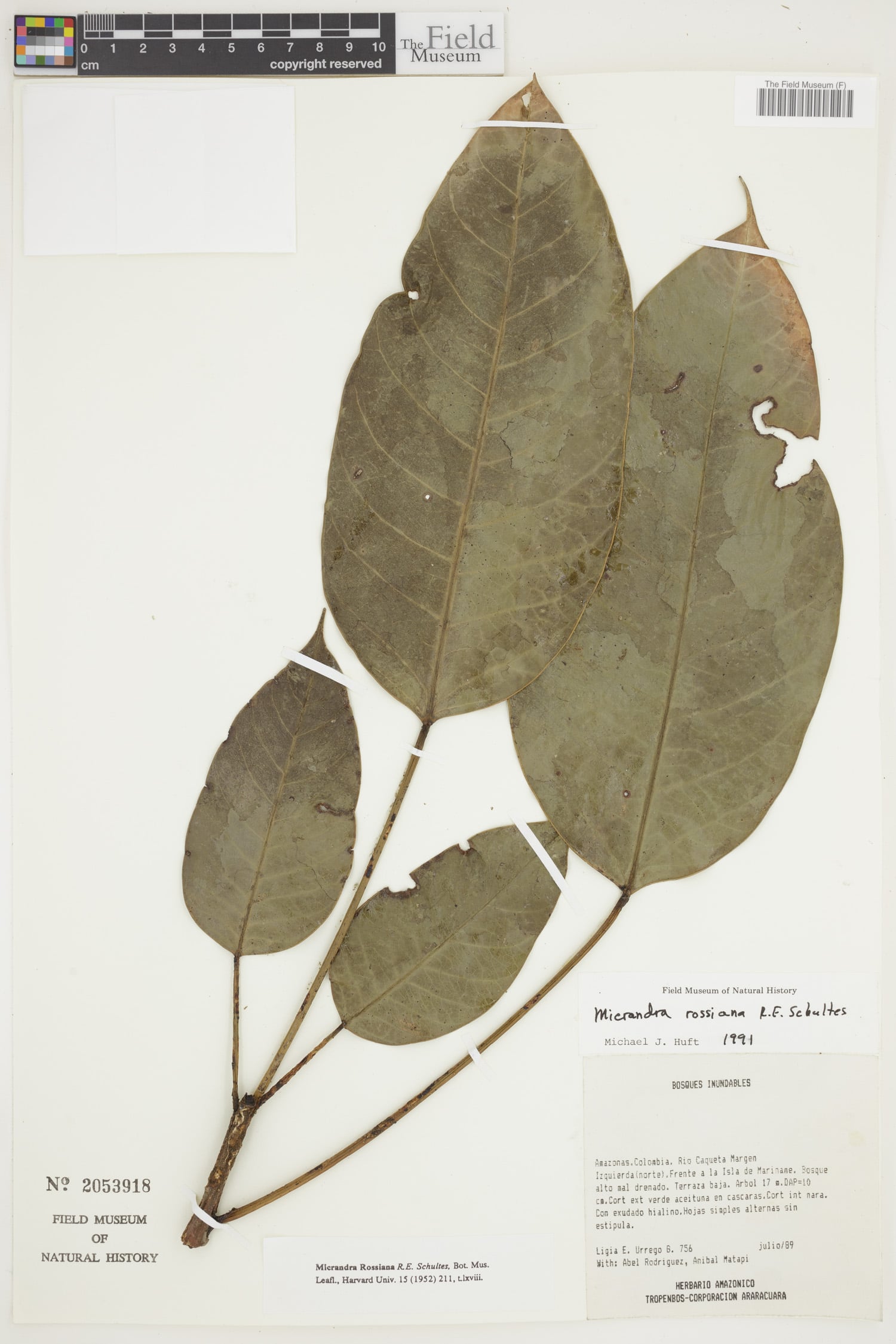 Micrandra rossiana