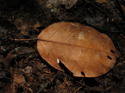 Micrandra spruceana