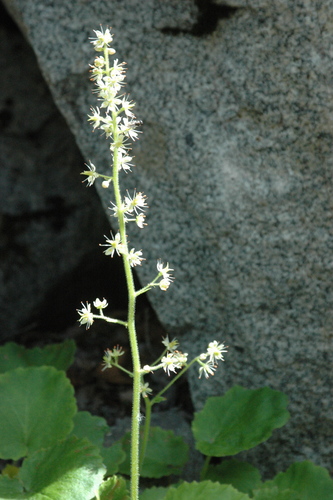 Micranthes spicata (Spiked saxifrage) — photo