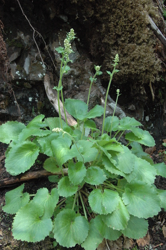 Micranthes spicata (Spiked saxifrage) — photo