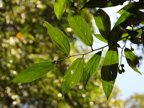 Microcos antidesmifolia — photo