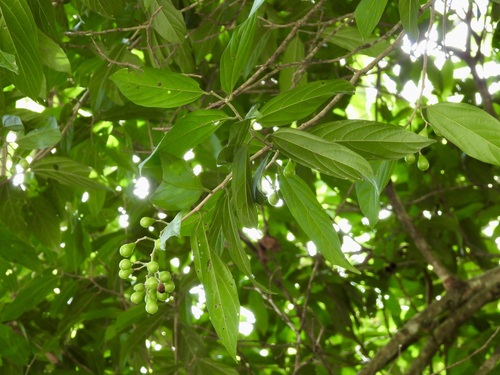 Microcos antidesmifolia