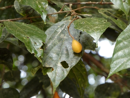 Microcos crassifolia