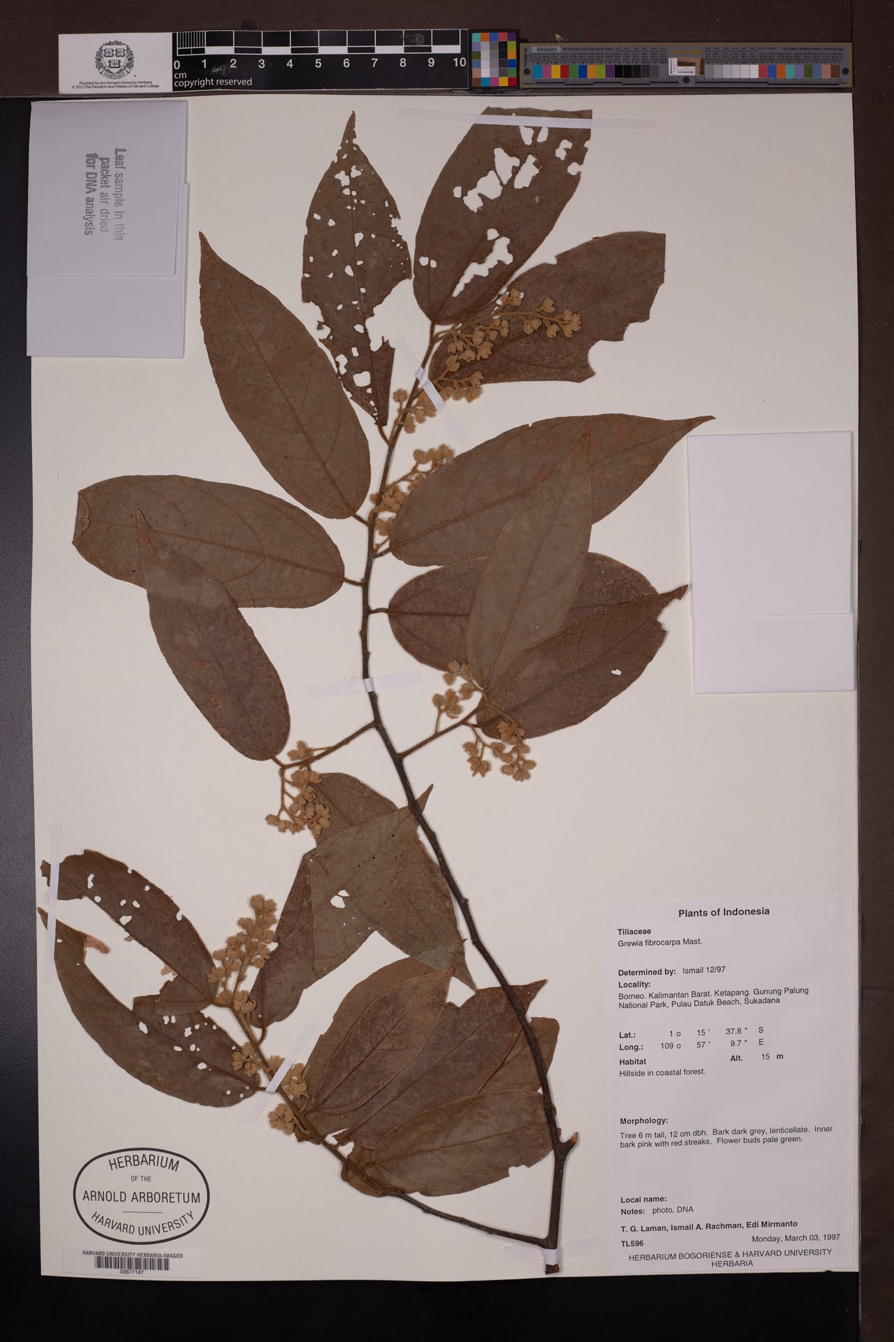 Microcos fibrocarpa — photo