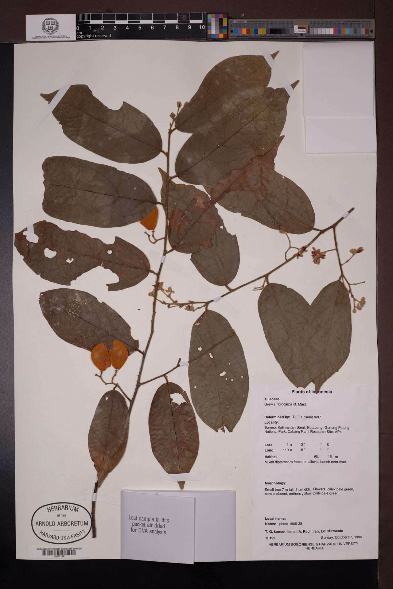 Microcos fibrocarpa — photo
