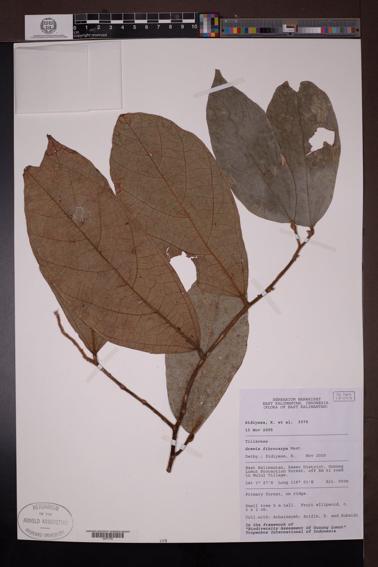 Microcos fibrocarpa