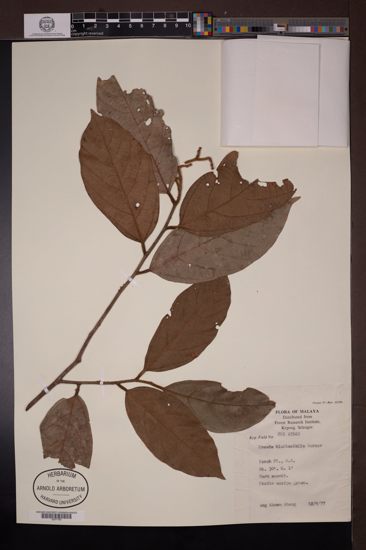 Microcos latifolia (Cenderai gajah) — photo