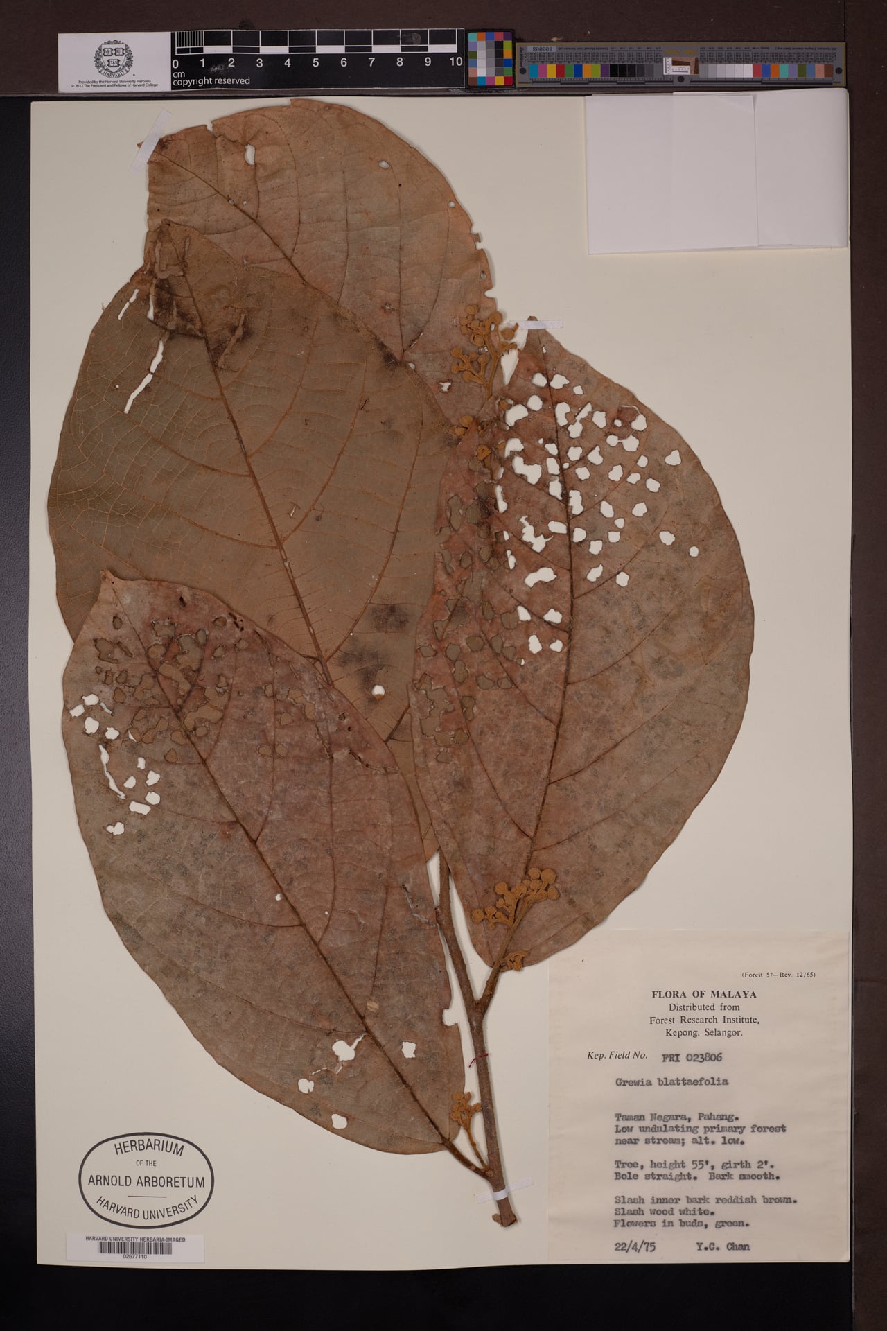 Microcos latifolia (Cenderai gajah) — photo