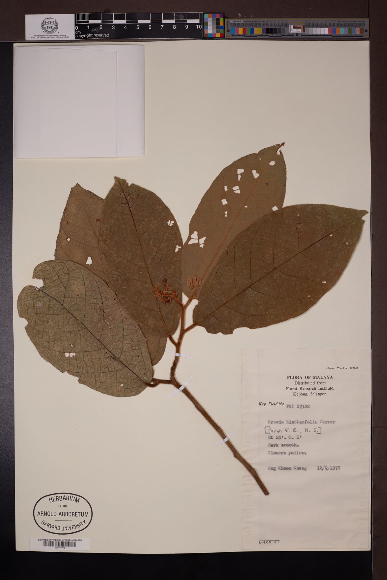 Microcos latifolia