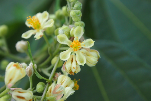 Microcos paniculata — photo