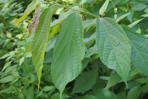 Microcos paniculata — photo