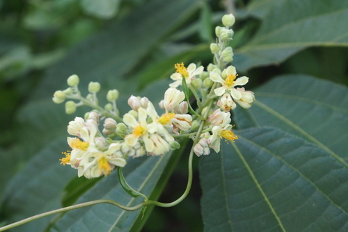 Microcos paniculata