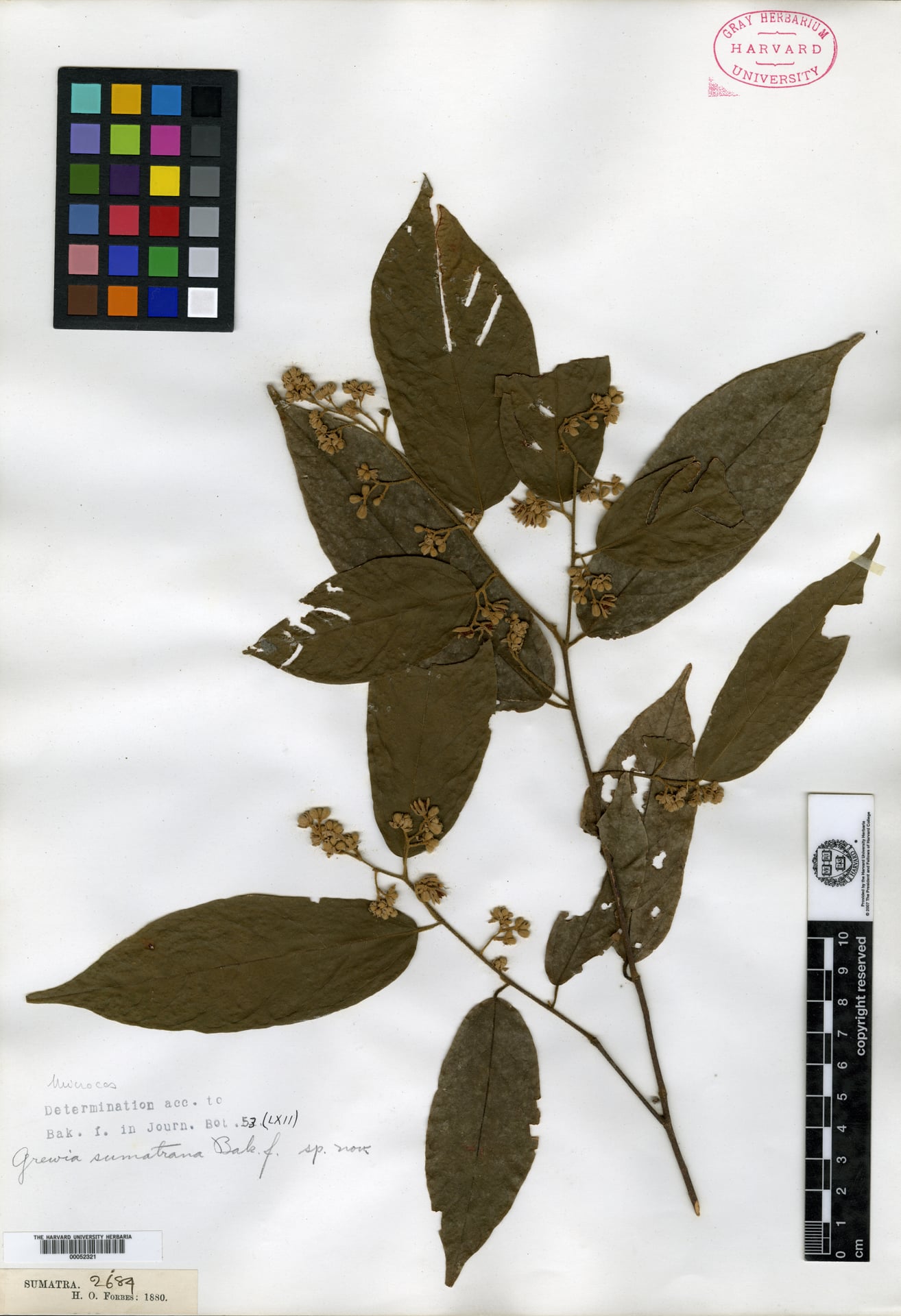 Microcos sumatrana — photo